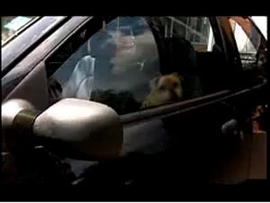 Mr. Locksmith Halifax - Would Your Dog Lock You in a Hot Car